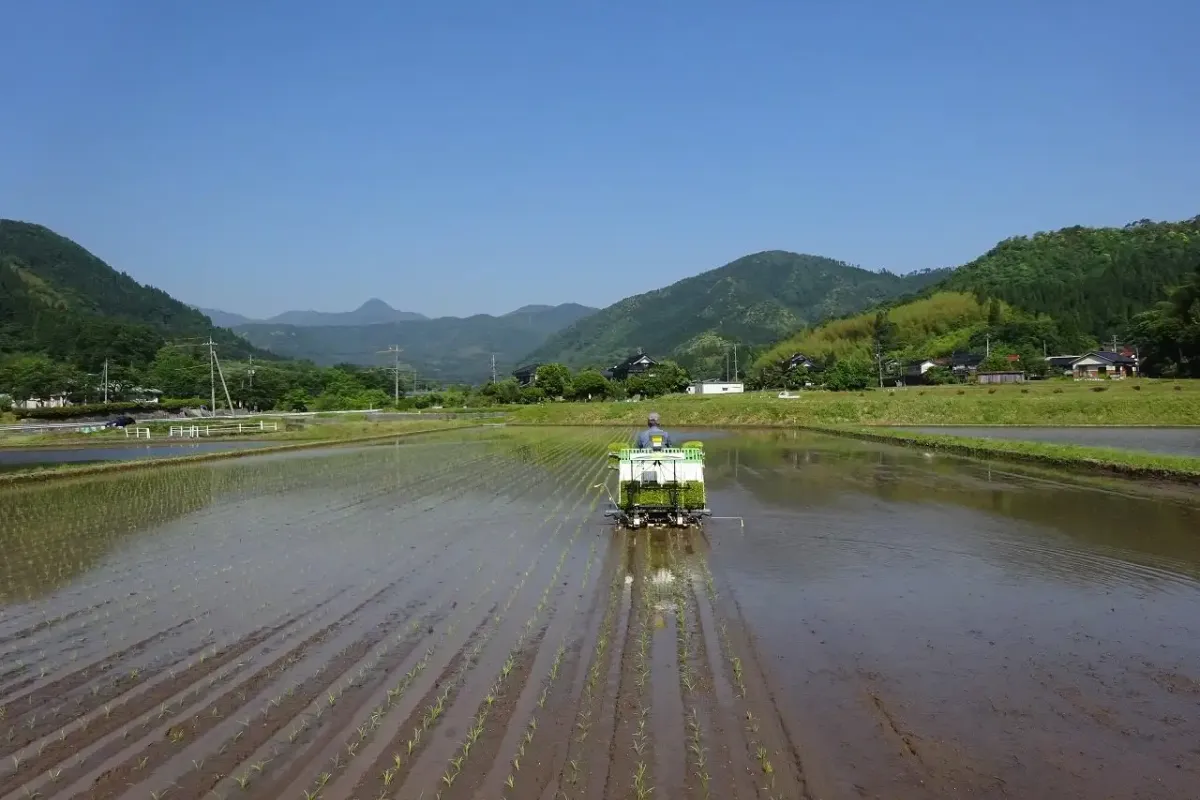 鳥取県河原町の大隅さんの田植え風景