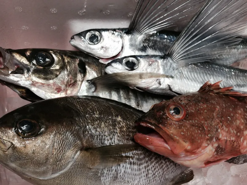 山陰の新鮮な魚