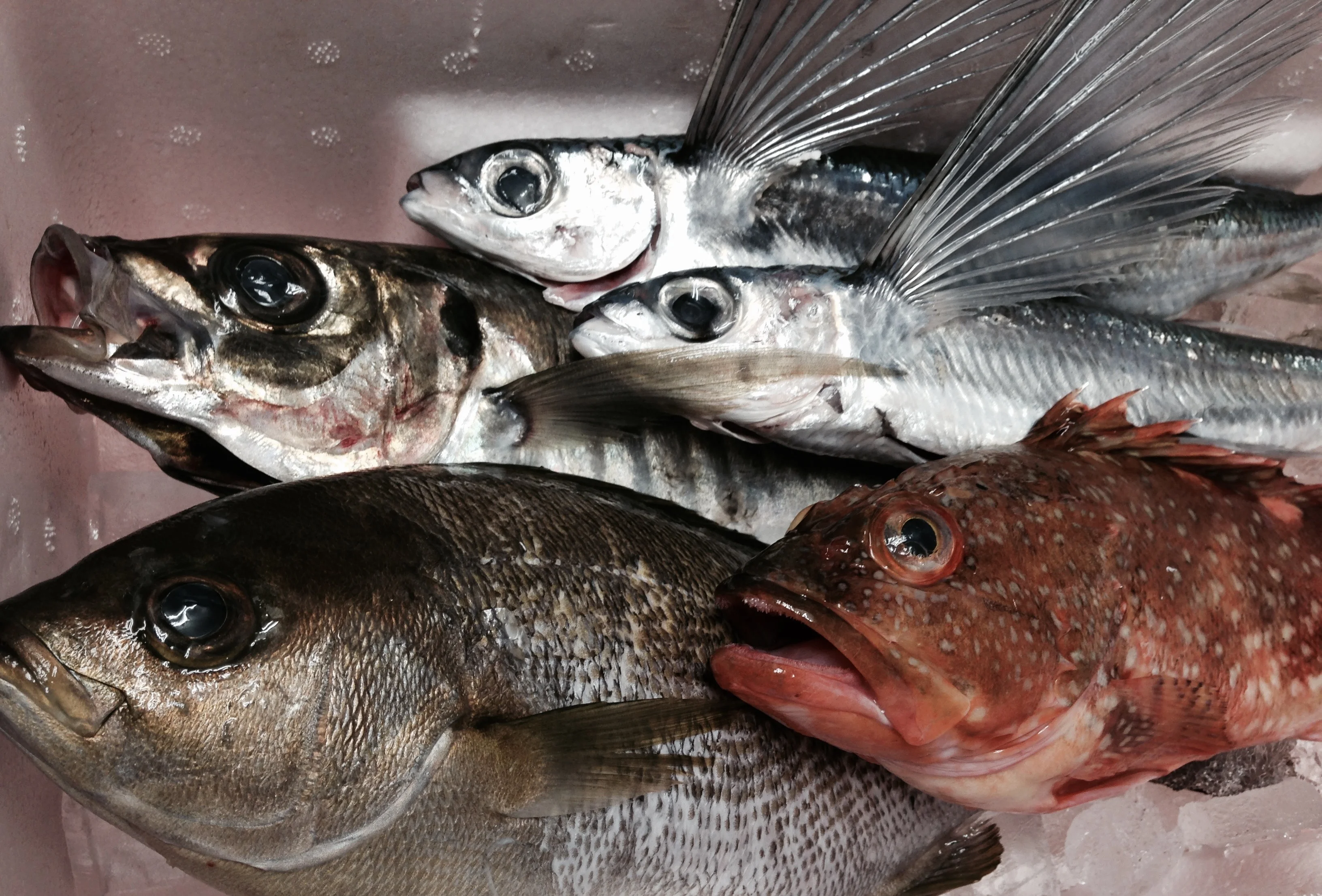 山陰の新鮮な魚